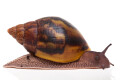 Achatina achatina (GB) semiadult, 8cm